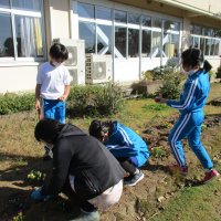 球根を植えよう（３年理科）