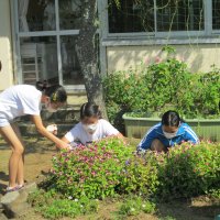 ２学期の様子　めしべとおしべ（５年理科）