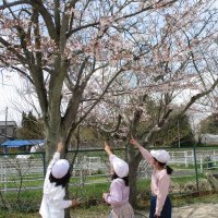 文小学校の桜と子供たち