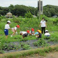 １学期の様子　畑のお世話をしよう（１年生活）