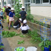 １学期の様子　学年花壇をきれいにしよう（２年生活）